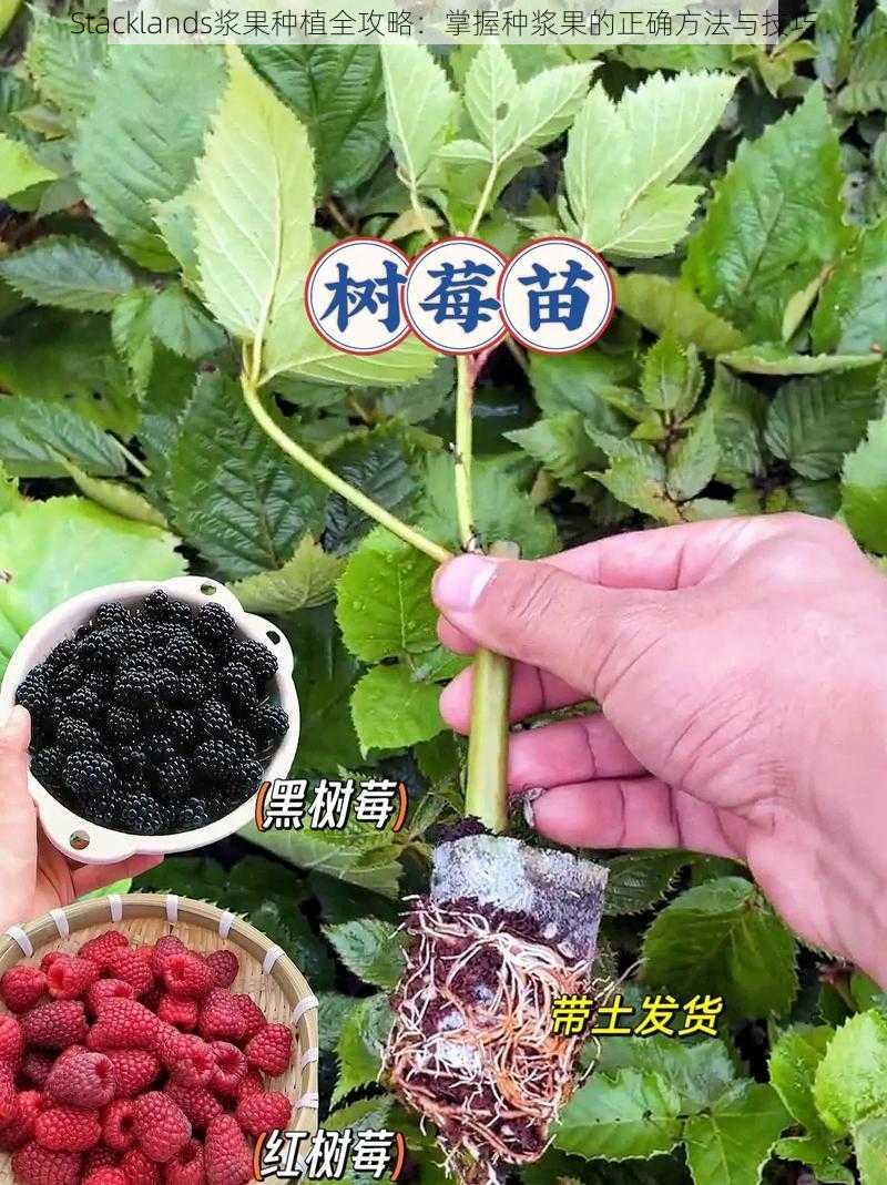Stacklands浆果种植全攻略:掌握种浆果的正确方法与技巧