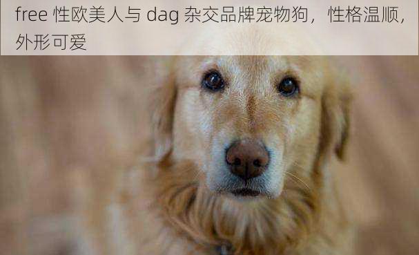 free 性欧美人与 dag 杂交品牌宠物狗,性格温顺,外形可爱