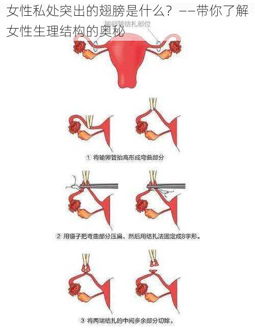 女性私处突出的翅膀是什么?——带你了解女性生理结构的奥秘