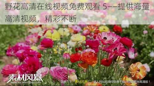 野花高清在线视频免费观看 5——提供海量高清视频,精彩不断