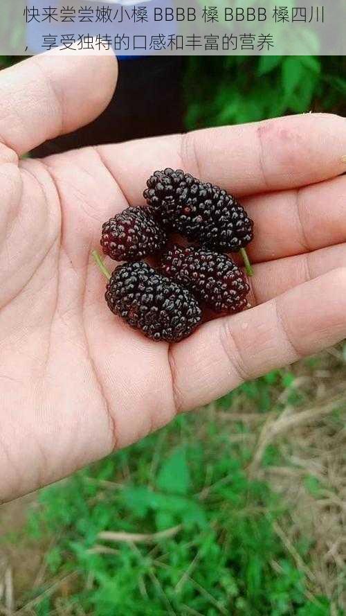 快来尝尝嫩小槡 BBBB 槡 BBBB 槡四川,享受独特的口感和丰富的营养