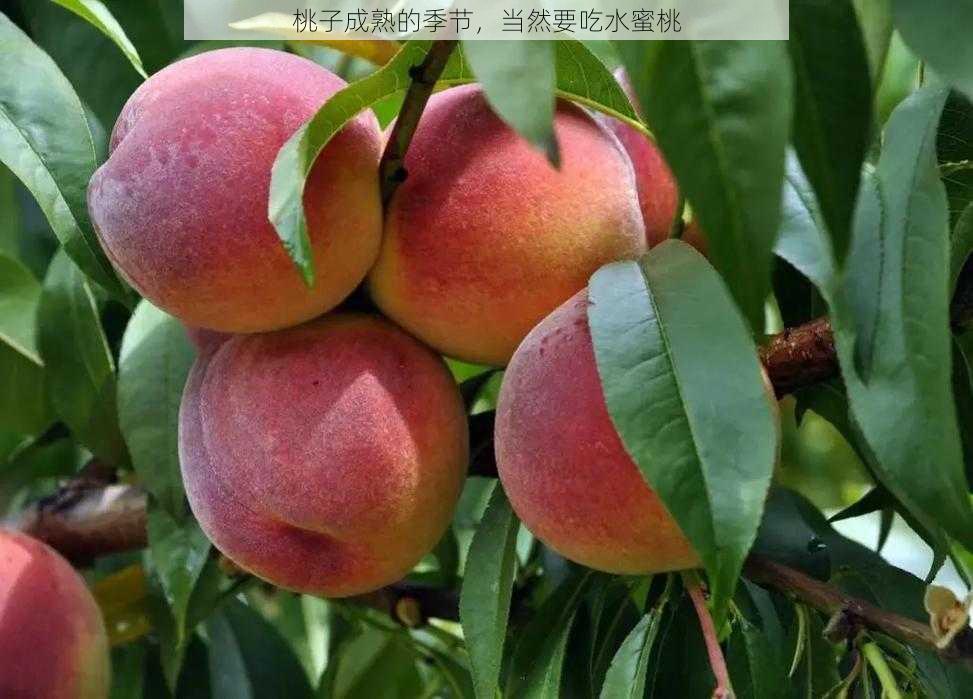 桃子成熟的季节,当然要吃水蜜桃
