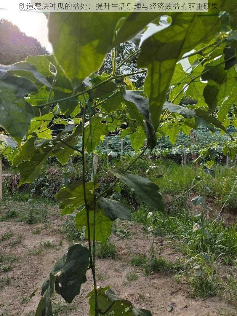 创造魔法种瓜的益处:提升生活乐趣与经济效益的双重硕果