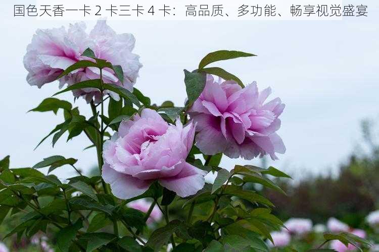 国色天香一卡 2 卡三卡 4 卡:高品质、多功能、畅享视觉盛宴