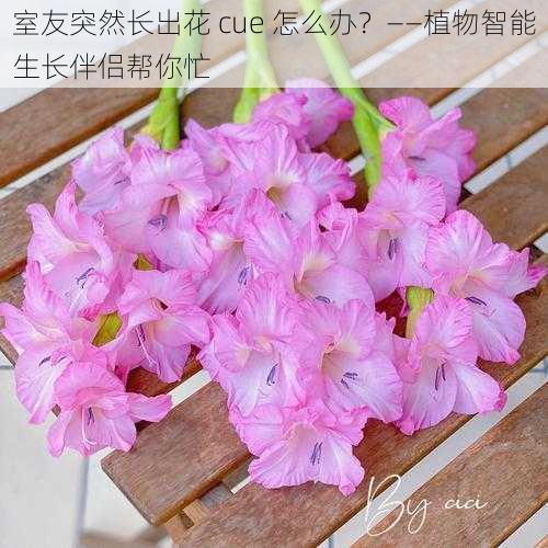 室友突然长出花 cue 怎么办?——植物智能生长伴侣帮你忙