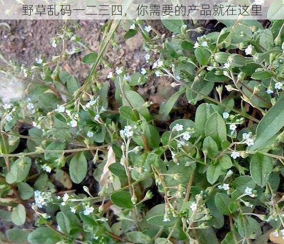 野草乱码一二三四,你需要的产品就在这里