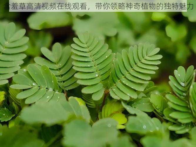 含羞草高清视频在线观看,带你领略神奇植物的独特魅力