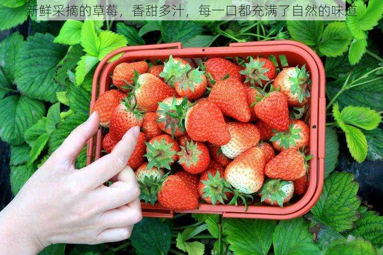 新鲜采摘的草莓,香甜多汁,每一口都充满了自然的味道