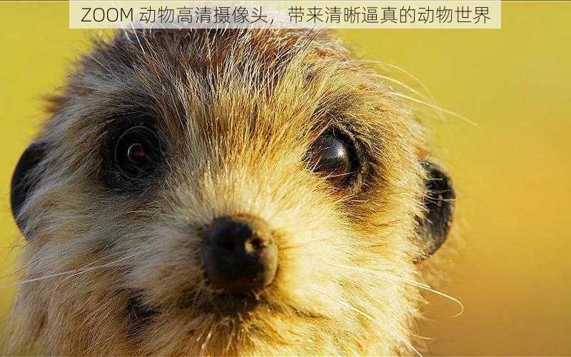 ZOOM 动物高清摄像头,带来清晰逼真的动物世界