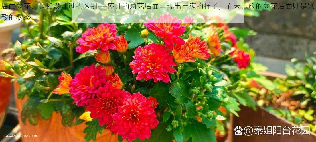后面菊花开过和没开过的区别——盛开的菊花后面呈现出丰满的样子,而未开放的菊花后面则是紧致的状态