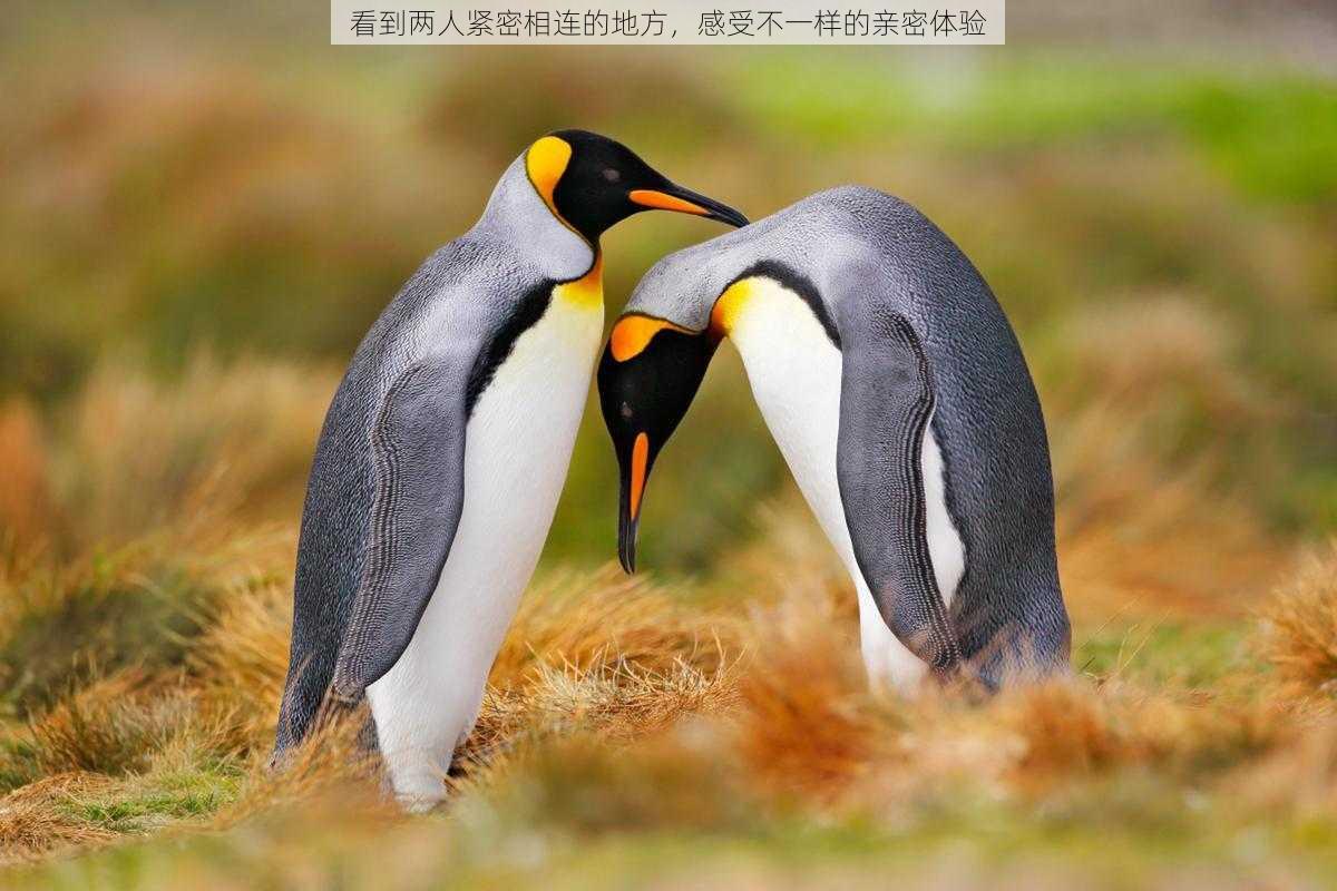 看到两人紧密相连的地方,感受不一样的亲密体验