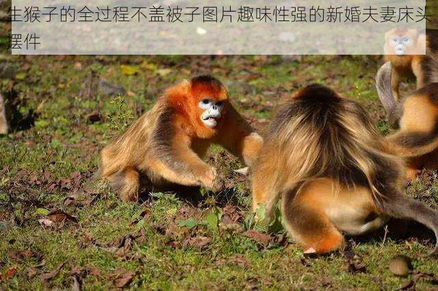 生猴子的全过程不盖被子图片趣味性强的新婚夫妻床头摆件