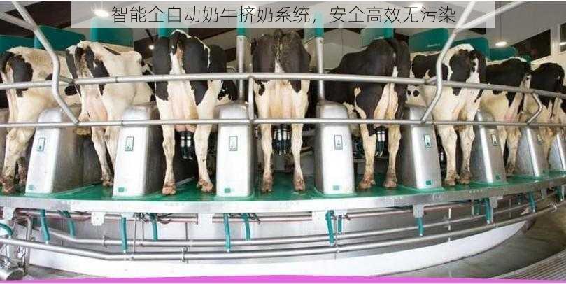 智能全自动奶牛挤奶系统,安全高效无污染