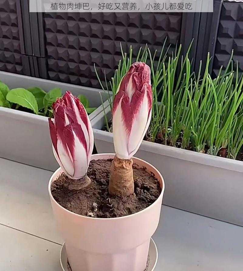 植物肉坤巴,好吃又营养,小孩儿都爱吃