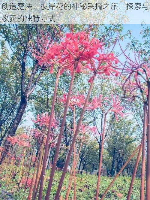 创造魔法:彼岸花的神秘采摘之旅:探索与收获的独特方式