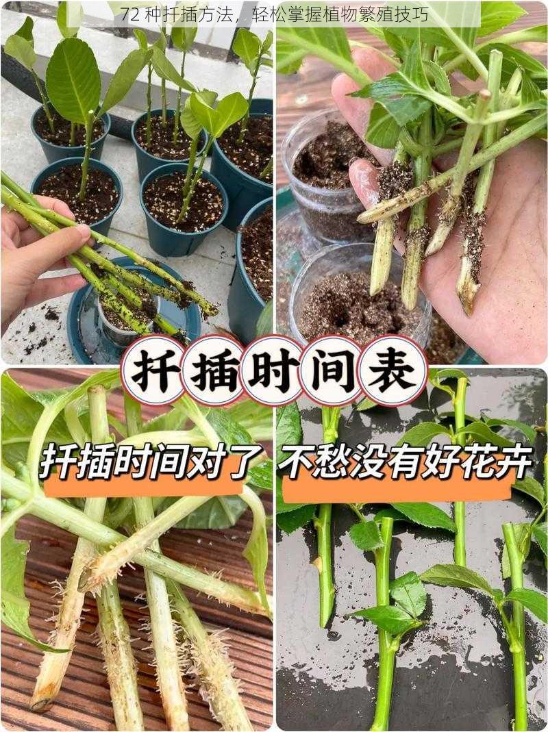 72 种扦插方法,轻松掌握植物繁殖技巧