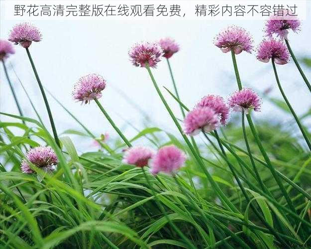 野花高清完整版在线观看免费,精彩内容不容错过