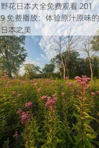 野花日本大全免费观看 2019 免费播放:体验原汁原味的日本之美
