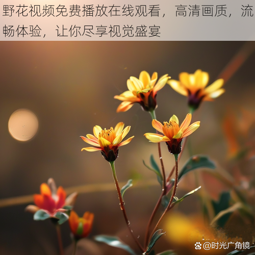 野花视频免费播放在线观看,高清画质,流畅体验,让你尽享视觉盛宴