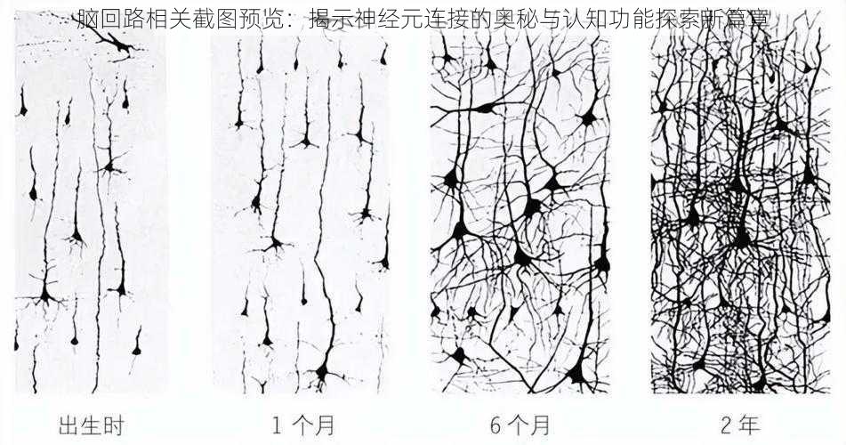 脑回路相关截图预览:揭示神经元连接的奥秘与认知功能探索新篇章