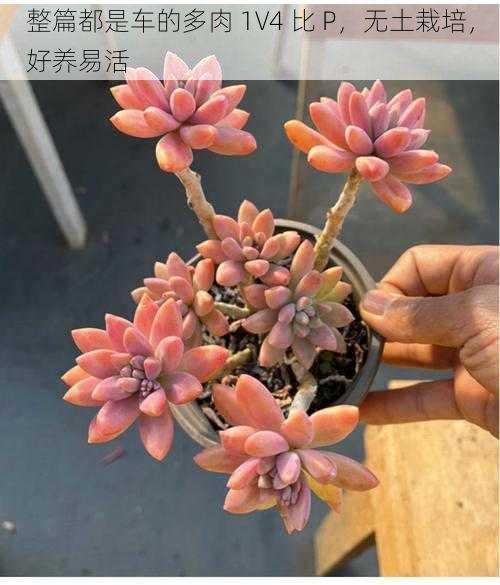 整篇都是车的多肉 1V4 比 P,无土栽培,好养易活