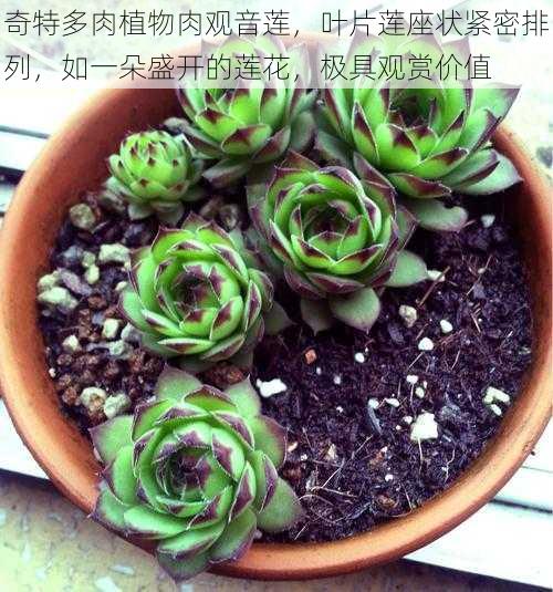 奇特多肉植物肉观音莲,叶片莲座状紧密排列,如一朵盛开的莲花,极具观赏价值