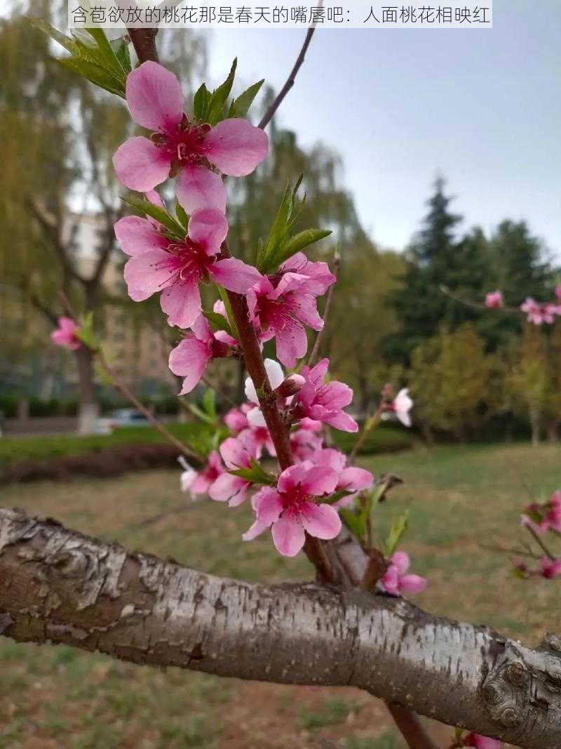 含苞欲放的桃花那是春天的嘴唇吧:人面桃花相映红
