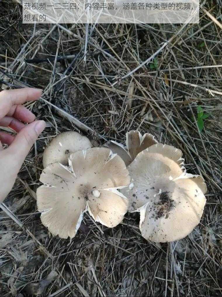 国产蘑菇视频一二三四：内容丰富，涵盖各种类型的视频，让你轻松找到想看的