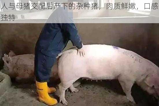 人与母猪交配后产下的杂种猪,肉质鲜嫩,口感独特
