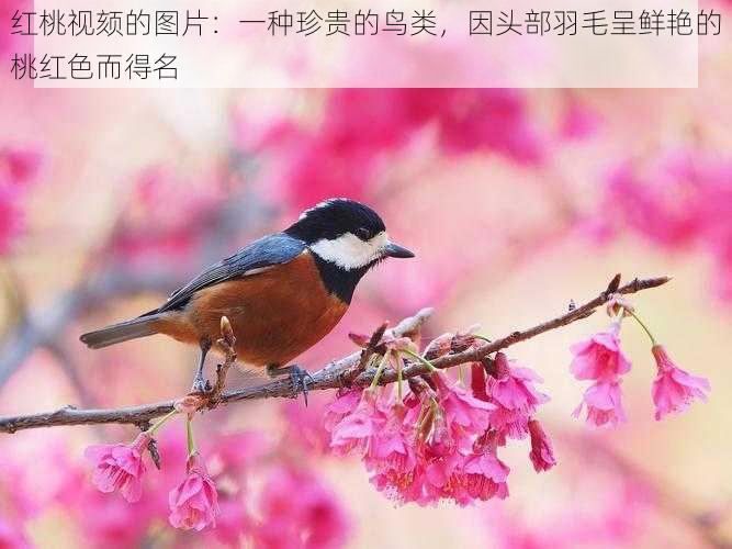 红桃视颏的图片:一种珍贵的鸟类,因头部羽毛呈鲜艳的桃红色而得名