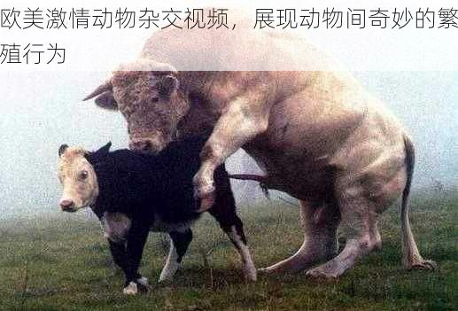 欧美激情动物杂交视频,展现动物间奇妙的繁殖行为