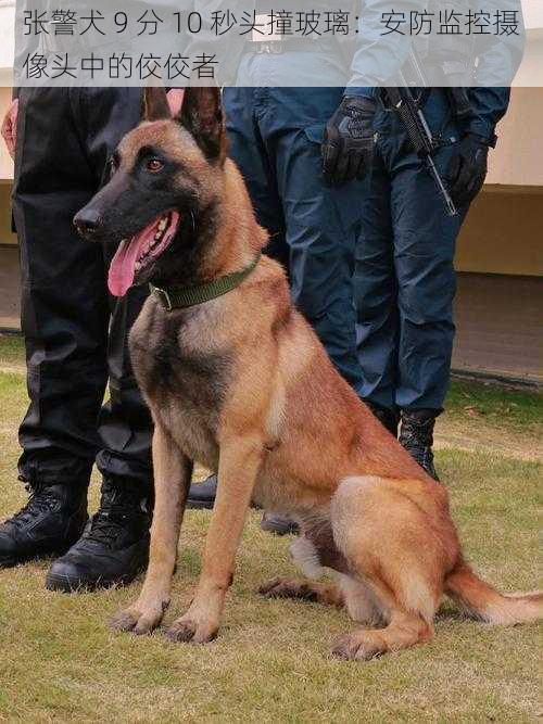 张警犬 9 分 10 秒头撞玻璃：安防监控摄像头中的佼佼者