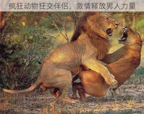 疯狂动物狂交伴侣,激情释放男人力量