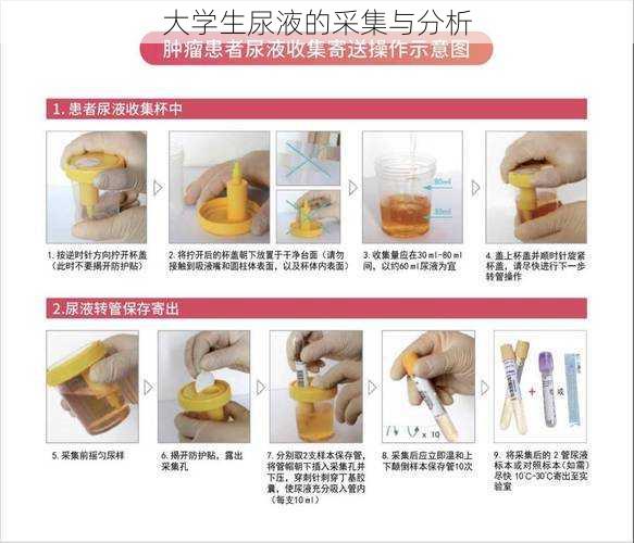 大学生尿液的采集与分析