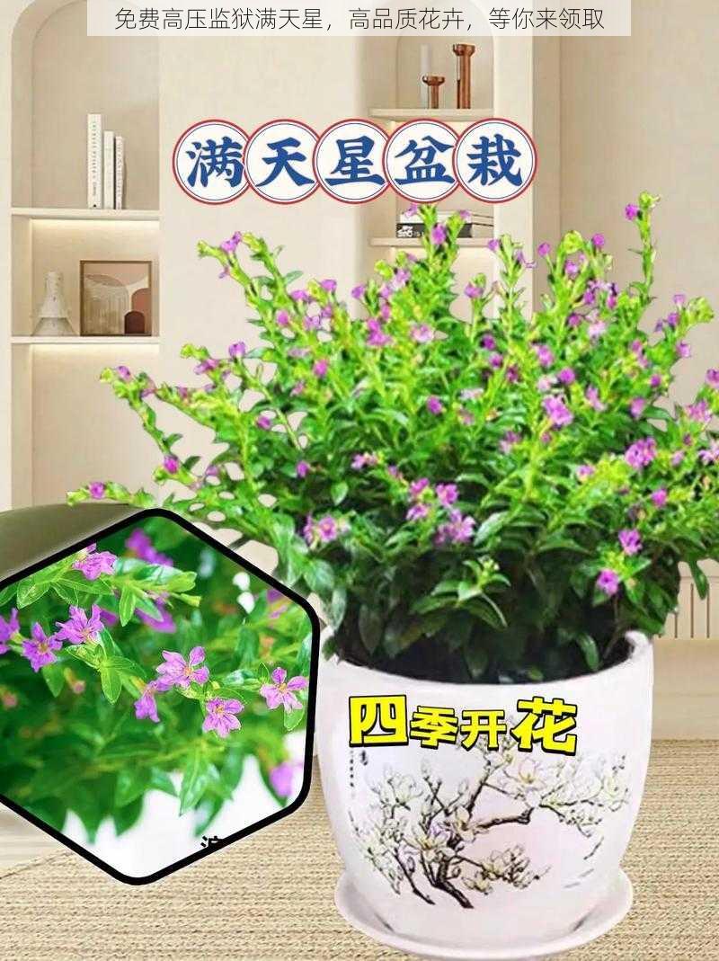免费高压监狱满天星,高品质花卉,等你来领取