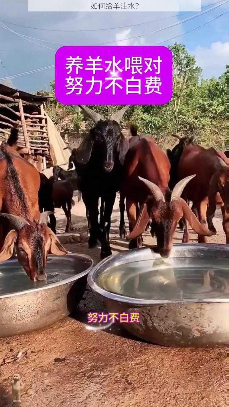如何给羊注水?