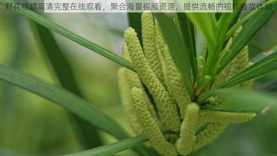 野花视频高清完整在线观看,聚合海量视频资源,提供流畅的视频播放体验