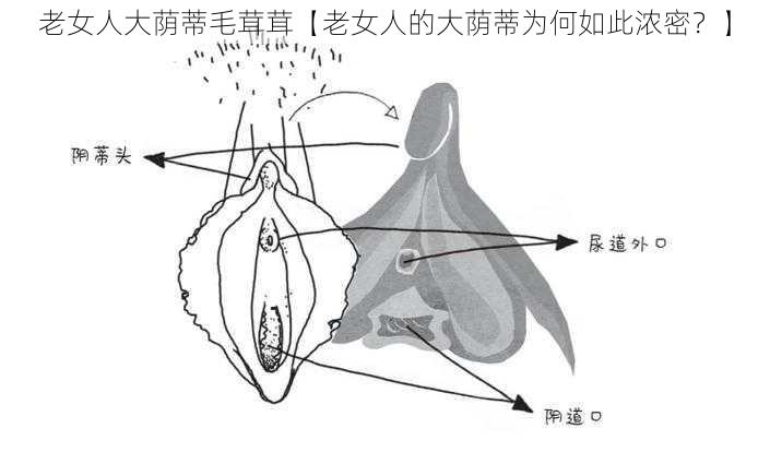 老女人大荫蒂毛茸茸【老女人的大荫蒂为何如此浓密?】