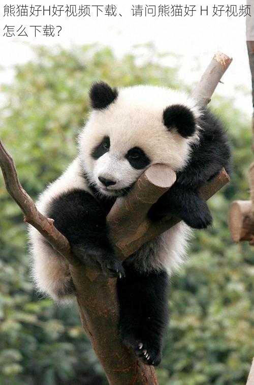 熊猫好H好视频下载、请问熊猫好 H 好视频怎么下载?