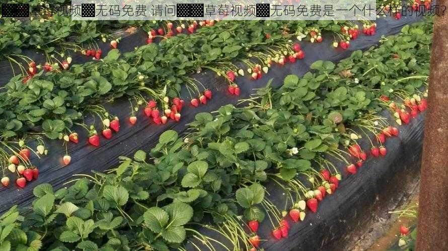 ▓▓草莓视频▓无码免费 请问▓▓草莓视频▓无码免费是一个什么样的视频?