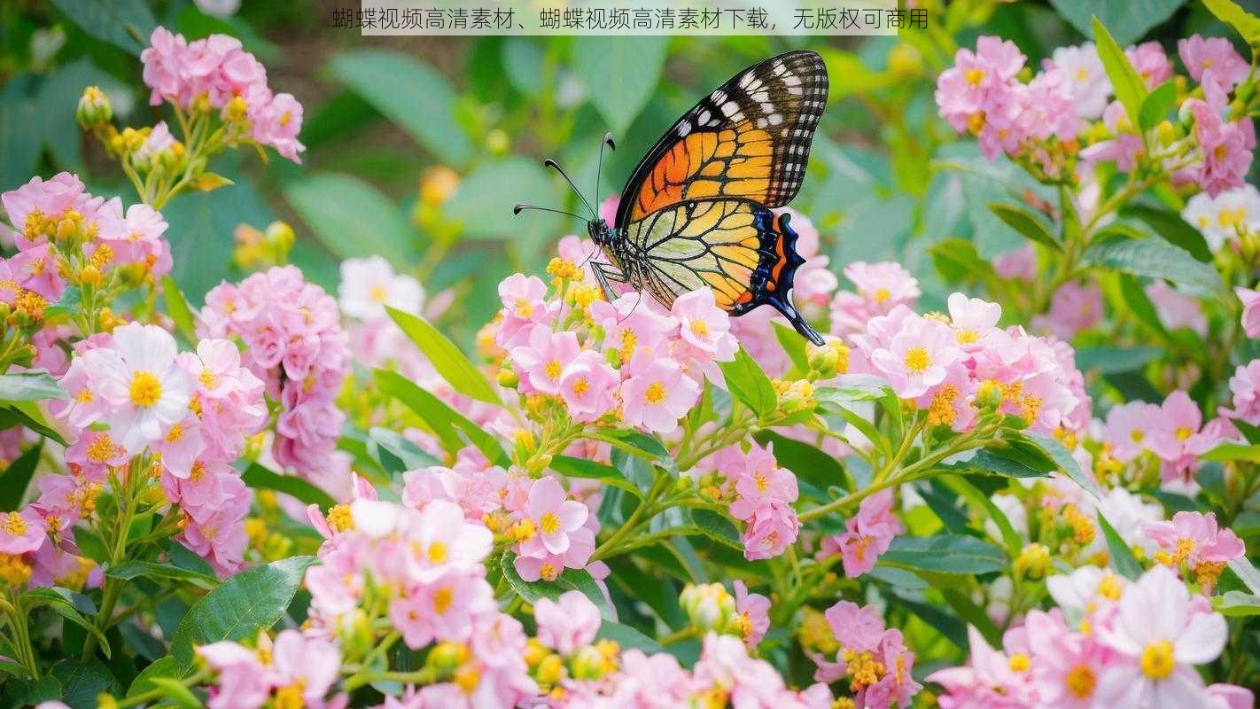 蝴蝶视频高清素材、蝴蝶视频高清素材下载,无版权可商用