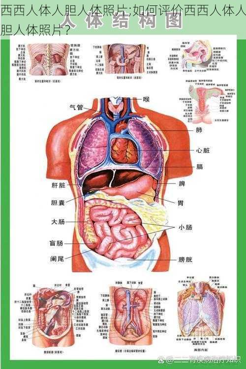 西西人体人胆人体照片;如何评价西西人体人胆人体照片?