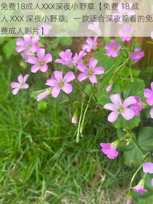 免费18成人XXX深夜小野草【免费 18 成人 XXX 深夜小野草,一款适合深夜观看的免费成人影片】