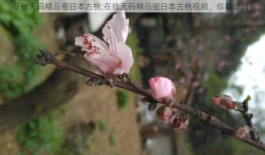 在线无码精品密日本古桃;在线无码精品密日本古桃视频,你看过吗?