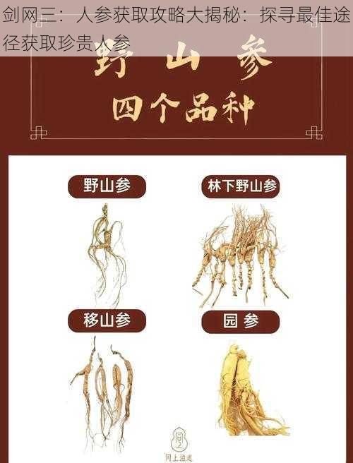 剑网三:人参获取攻略大揭秘:探寻最佳途径获取珍贵人参
